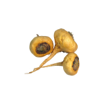 Bột chiết xuất Maca
