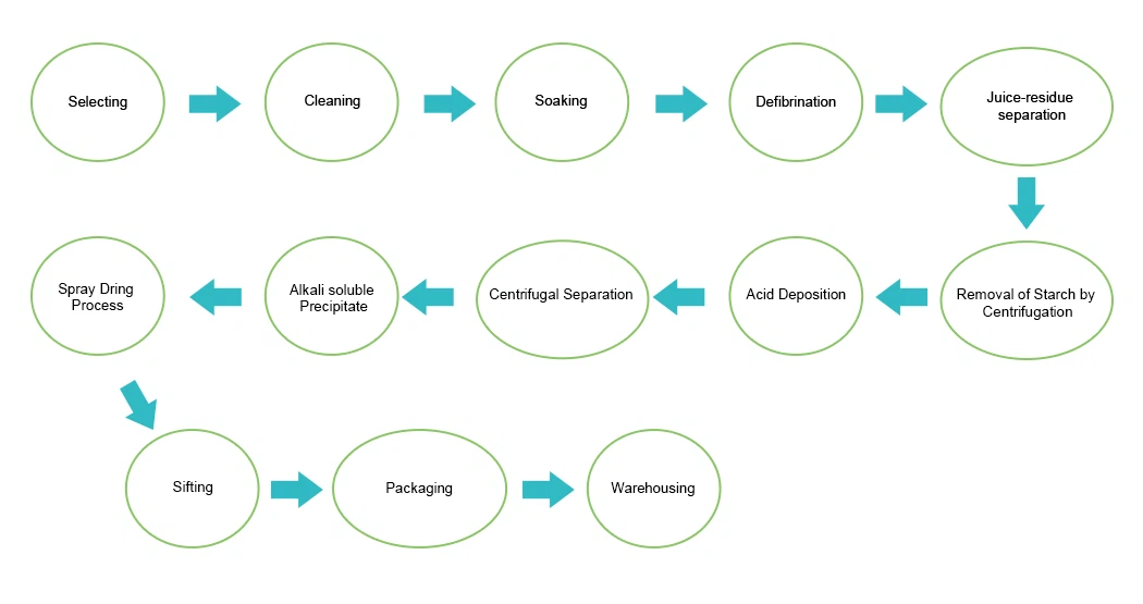 Enzymatic hydrolysis process flowchart for collagen peptides