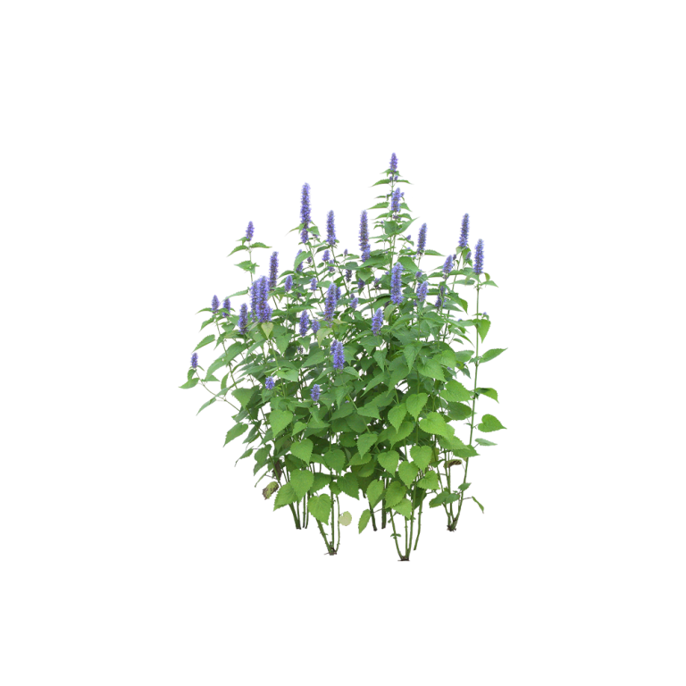 Ảnh macro lá cây Medicago sativa trong ruộng canh tác hữu cơ