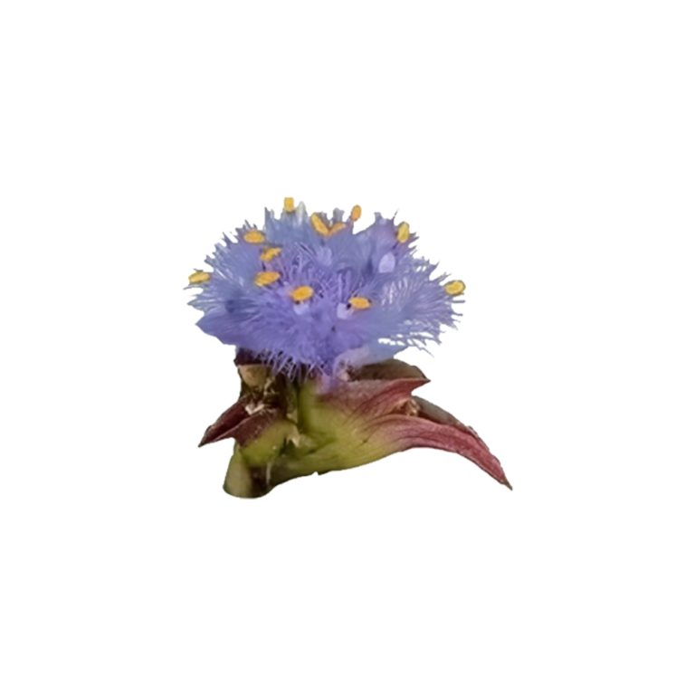 Ảnh cận cảnh thực vật Spinacia oleracea