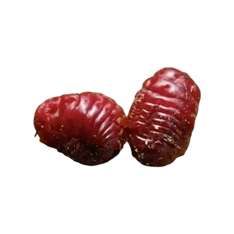Ảnh cận cảnh côn trùng khô Dactylopius coccus