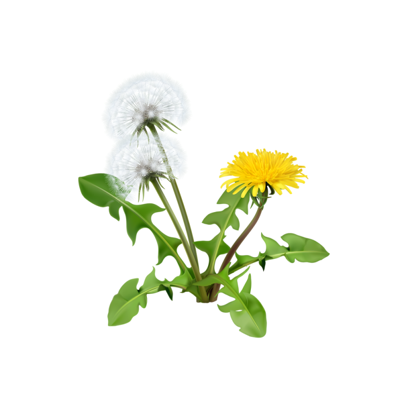 Ảnh macro rễ và lá của cây Taraxacum officinale