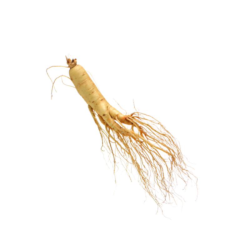 Ảnh macro rễ nhân sâm Panax
