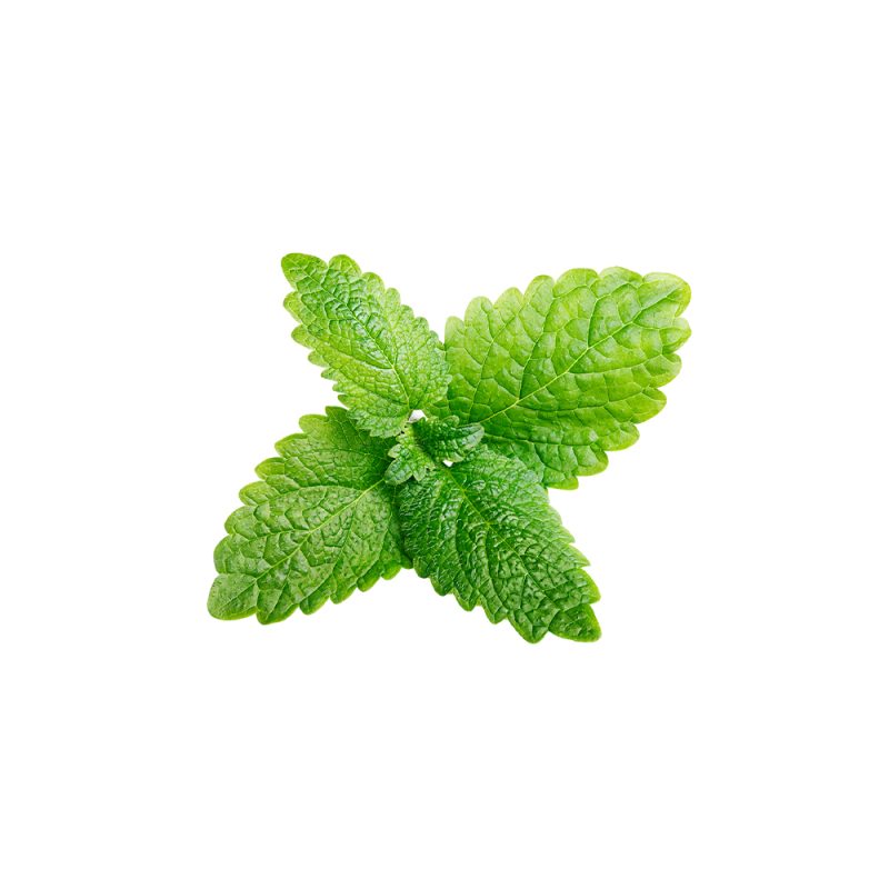 Ảnh macro lá cây Melissa officinalis (cây chanh thơm) tươi
