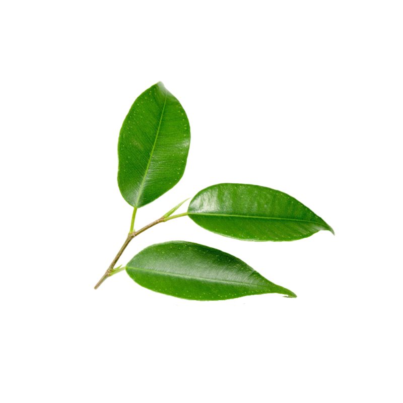 Ảnh cận cảnh nguồn diệp lục trong sinh khối thực vật xanh