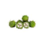 Tribulus terrestris L. dried fruit and aerial parts macro